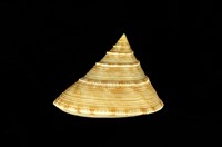 藏品(臺灣鐘螺)的圖片